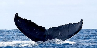 Whale watching 